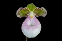 Paphiopedilum micranthum