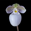 Paphiopedilum micranthum subsp.eburneum