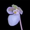 Paphiopedilum micranthum subsp.eburneum