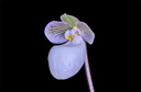 Paphiopedilum micranthum subsp.eburneum