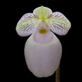 Paphiopedilum micranthum subsp.eburneum