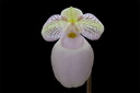 Paphiopedilum micranthum subsp.eburneum