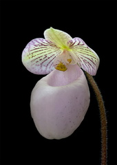 Paphiopedilum micranthum subsp.eburneum