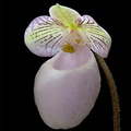 Paphiopedilum_micranthum_eburneum4.jpg