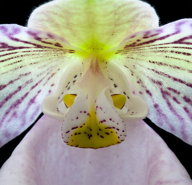 Paphiopedilum_micranthum_eburneum5.jpg