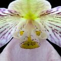 Paphiopedilum micranthum subsp.eburneum