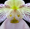 Paphiopedilum micranthum subsp.eburneum