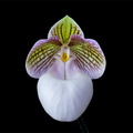 Paphiopedilum micranthum subsp.eburneum