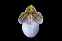 Paphiopedilum micranthum subsp.eburneum