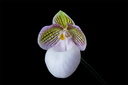 Paphiopedilum micranthum subsp.eburneum