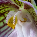 Paphiopedilum micranthum subsp.eburneum