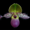 Paphiopedilum moquetteanum