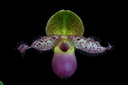 Paphiopedilum moquetteanum