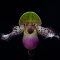 Paphiopedilum moquetteanum