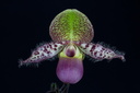 Paphiopedilum moquetteanum