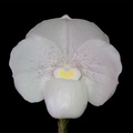 Paphiopedilum niveum