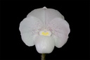 Paphiopedilum niveum