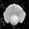 Paphiopedilum niveum