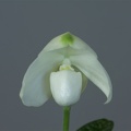 Paphiopedilum niveum f. album