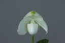 Paphiopedilum niveum f. album