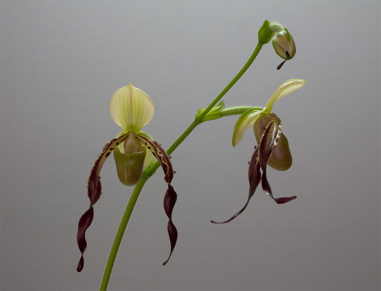 Paphiopedilum parishii