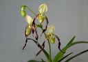 Paphiopedilum parishii