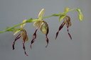 Paphiopedilum parishii