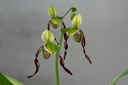 Paphiopedilum parishii