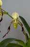 Paphiopedilum parishii