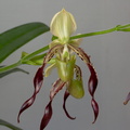 Paphiopedilum parishii