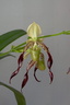 Paphiopedilum parishii