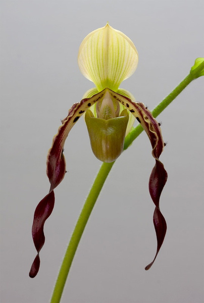 Paphiopedilum parishii