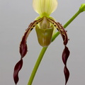 Paphiopedilum parishii