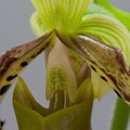 Paphiopedilum parishii