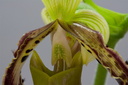 Paphiopedilum parishii