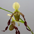 Paphiopedilum parishii