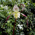 Paphiopedilum philippinense