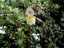 Paphiopedilum philippinense