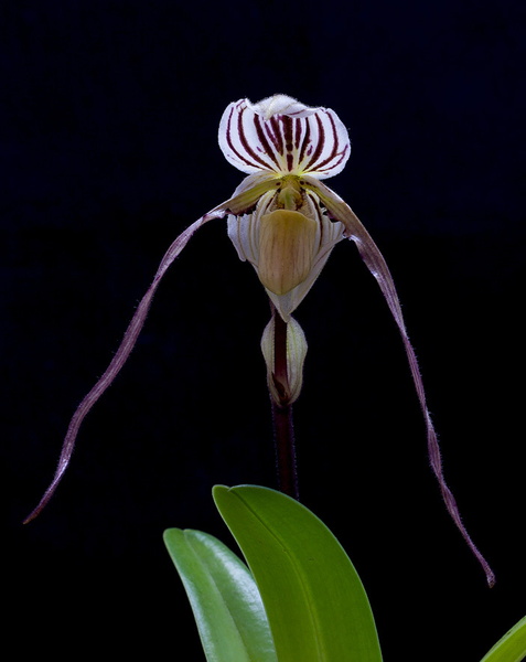 Paphiopedilum philippinense