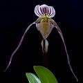 Paphiopedilum philippinense