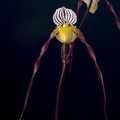 Paphiopedilum philippinense