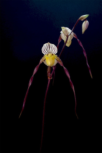 Paphiopedilum philippinense (Rchb.f.) Stein Paphiopedilum_philippinense_rob2.jpg