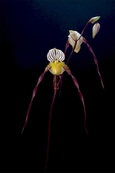 Paphiopedilum philippinense