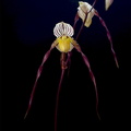 Paphiopedilum philippinense