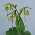 Paphiopedilum platyphyllum