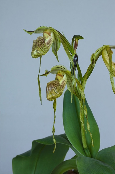 Paphiopedilum platyphyllum T.Yukawa Paphiopedilum_platyphyllum2.jpg