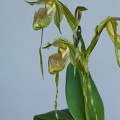 Paphiopedilum platyphyllum