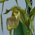 Paphiopedilum platyphyllum