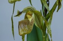 Paphiopedilum platyphyllum