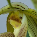 Paphiopedilum platyphyllum